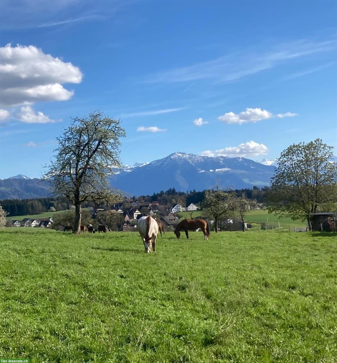 Bild 2: Offenstall Platz frei auf Bauernhof in Hauptikon ZH