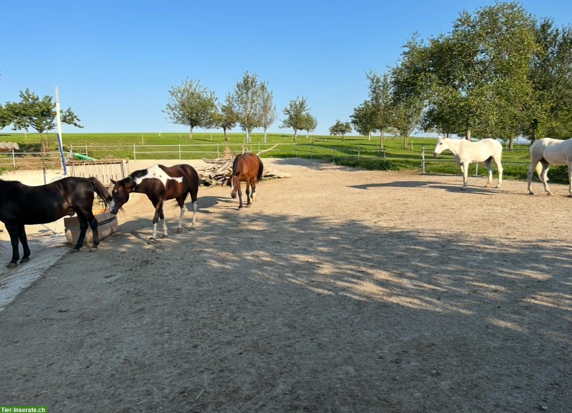 Bild 3: Offenstall Platz frei auf Bauernhof in Hauptikon ZH