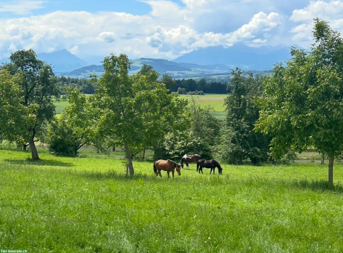 Bild 6: Offenstall Platz frei auf Bauernhof in Hauptikon ZH