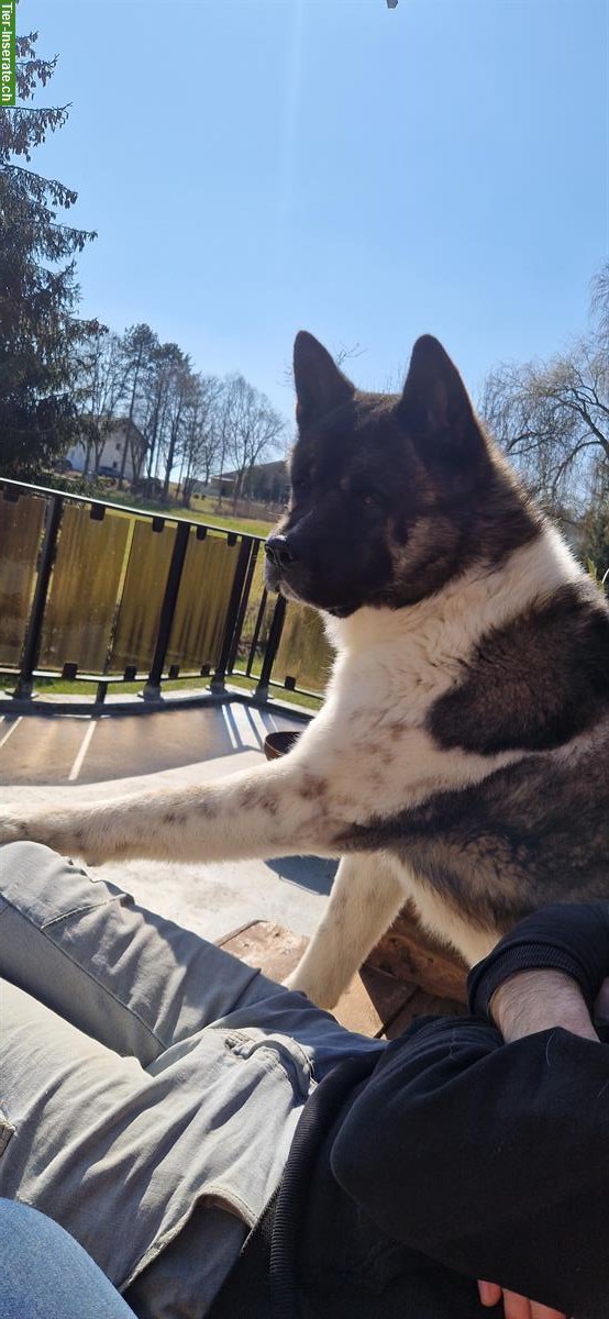 American Akita Rüde, 3-jährig zu verkaufen