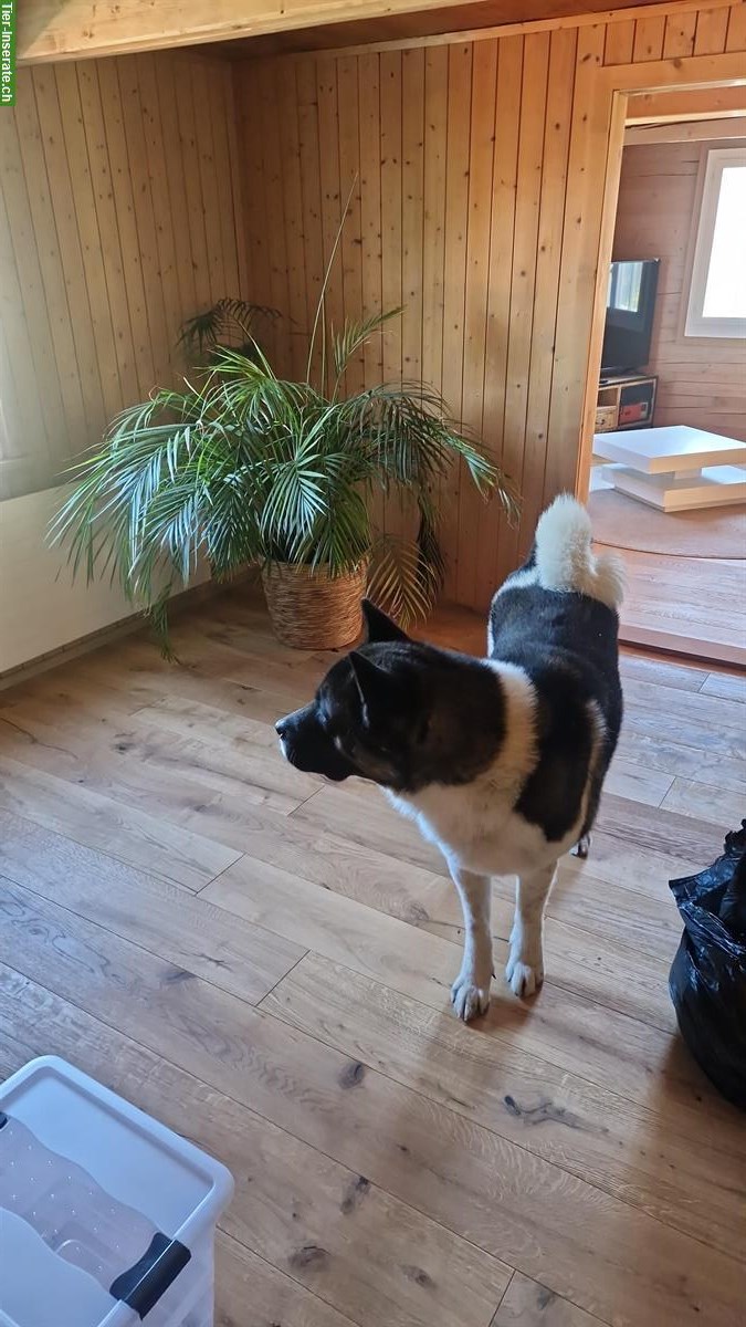 Bild 2: American Akita Rüde, 3-jährig zu verkaufen