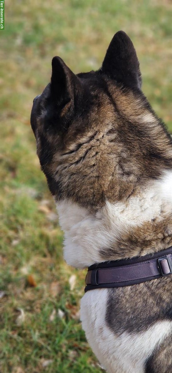 Bild 3: American Akita Rüde, 3-jährig zu verkaufen