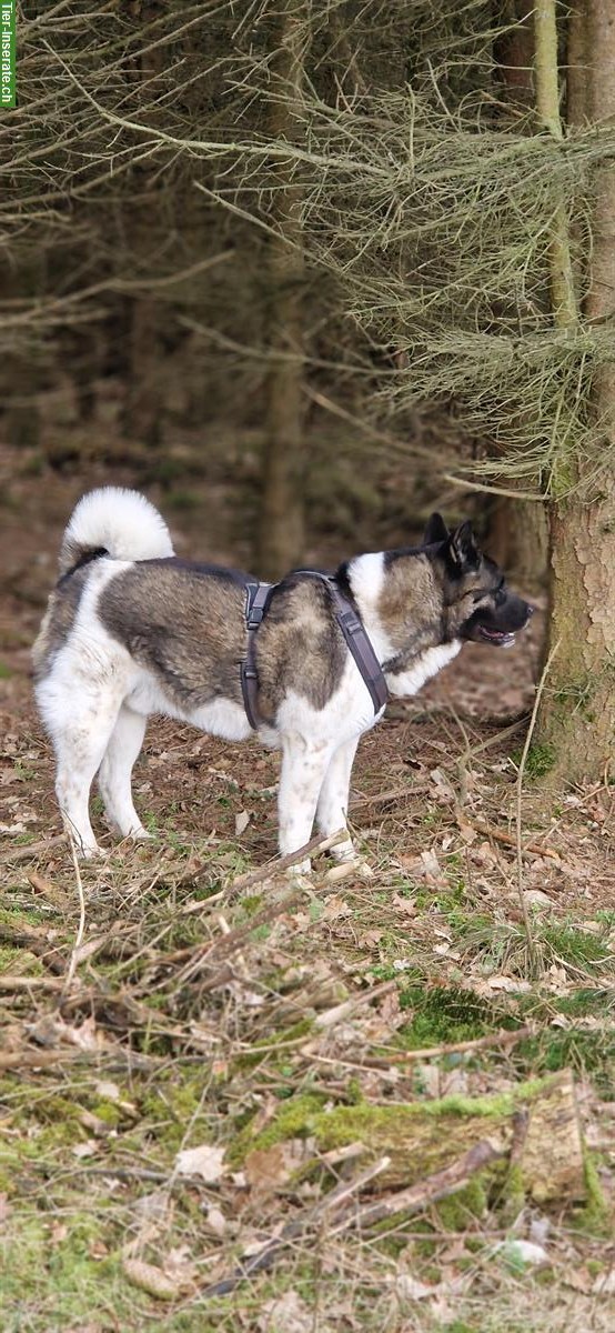 Bild 4: American Akita Rüde, 3-jährig zu verkaufen