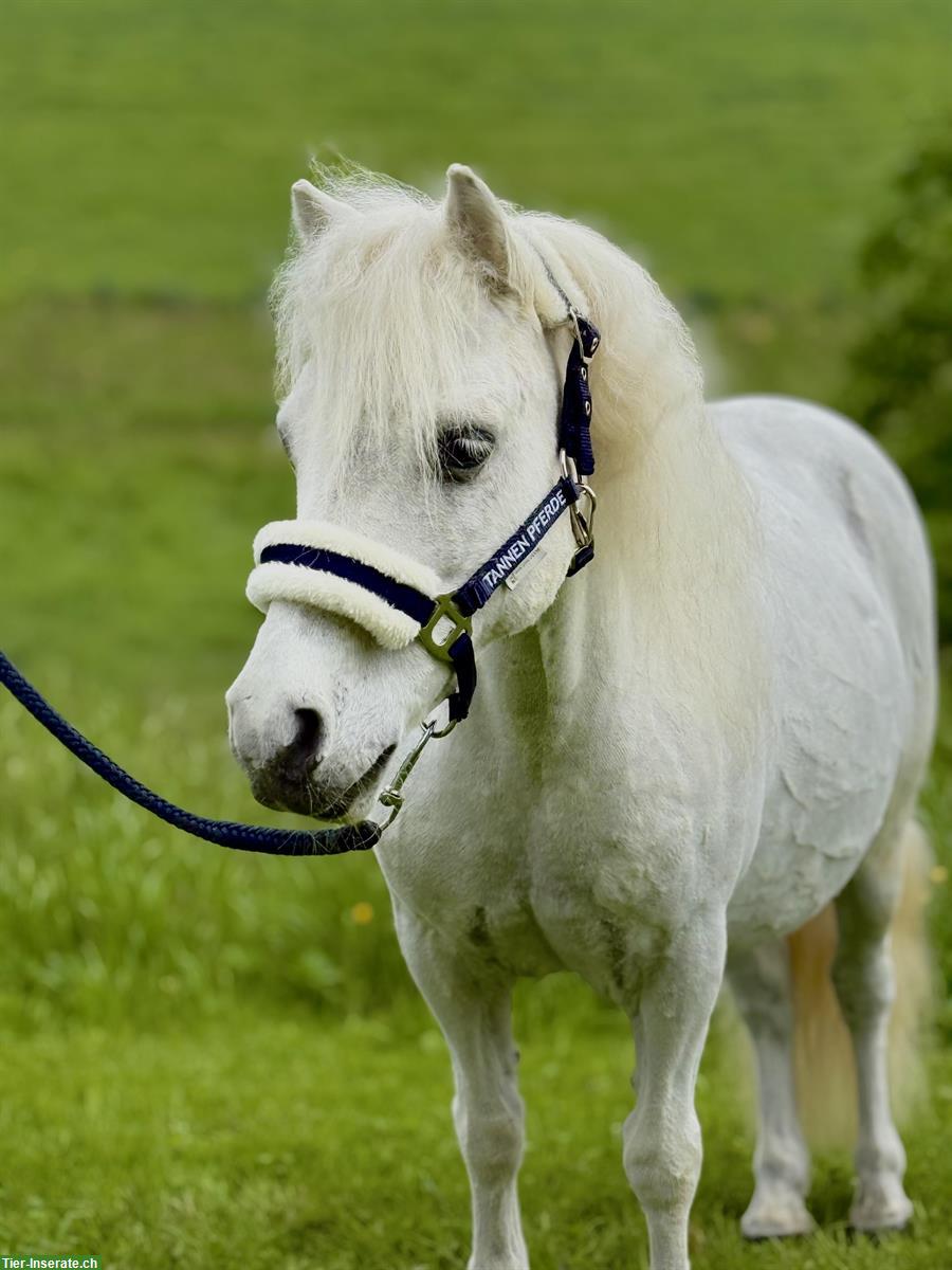15-jähriger Shetlandpony Wallach, 90cm