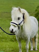 15-jähriger Shetlandpony Wallach, 90cm