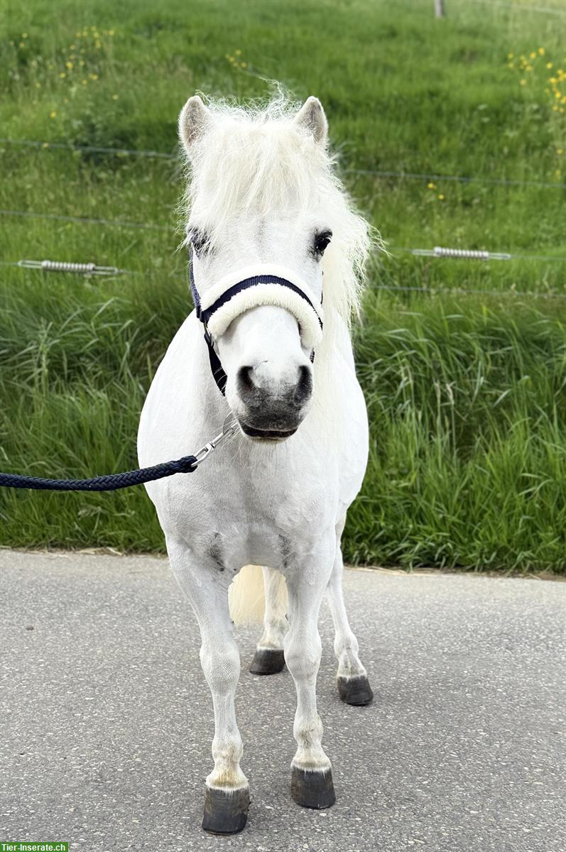 Bild 2: 15-jähriger Shetlandpony Wallach, 90cm