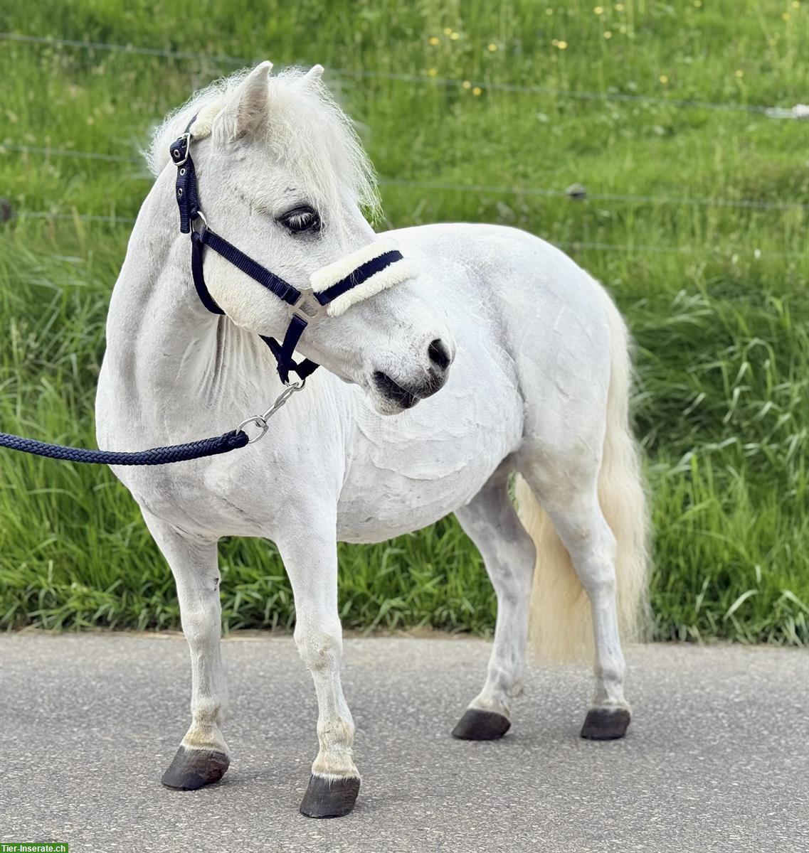 Bild 3: 15-jähriger Shetlandpony Wallach, 90cm