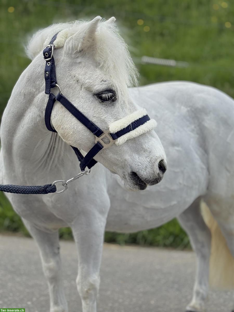 Bild 4: 15-jähriger Shetlandpony Wallach, 90cm