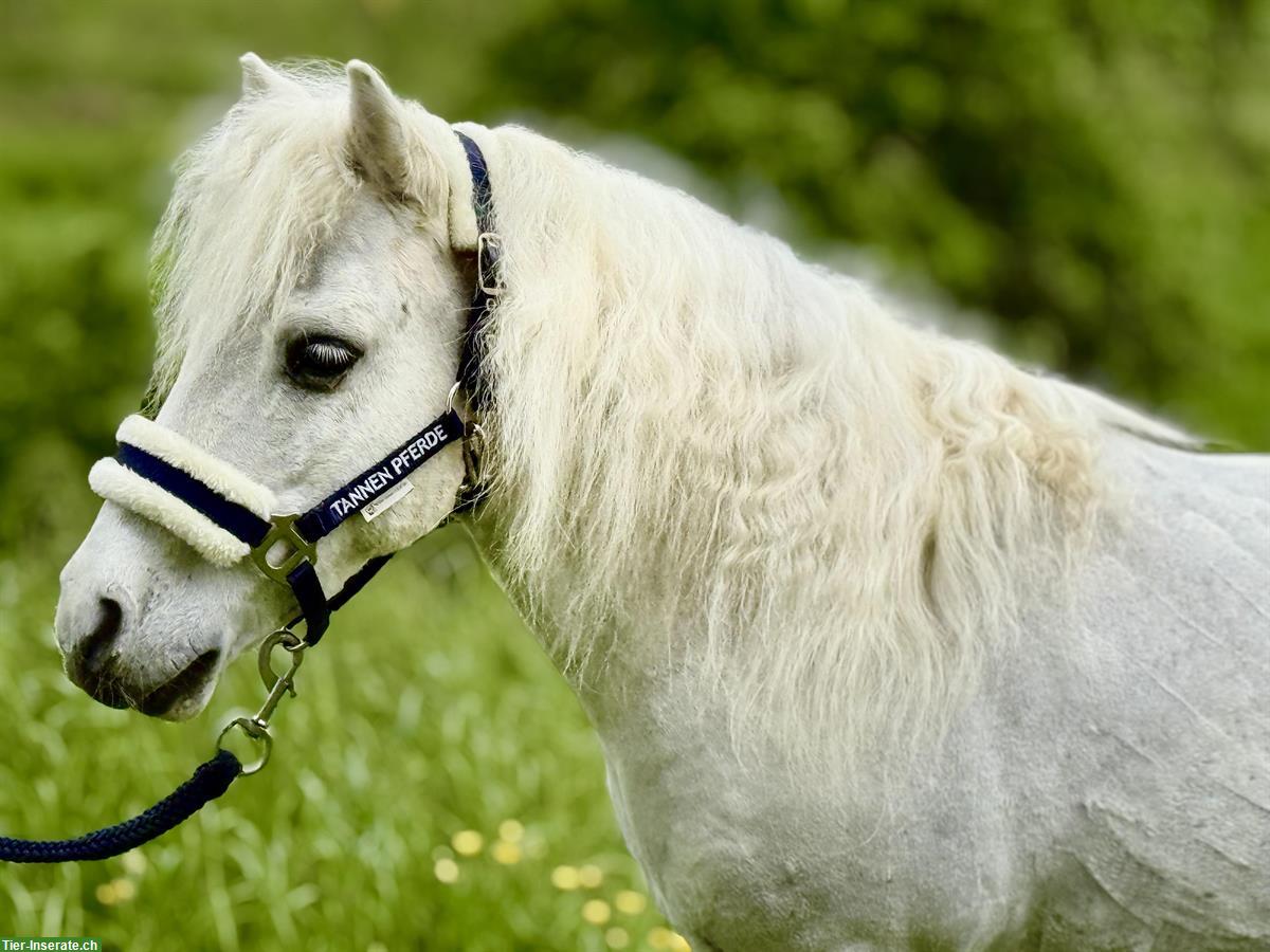 Bild 5: 15-jähriger Shetlandpony Wallach, 90cm