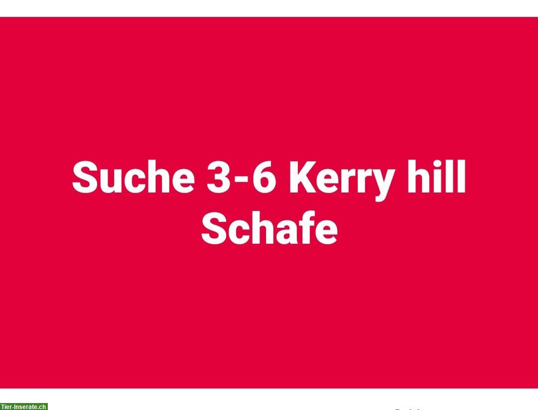 Kerry Hill Schafe, Auen GESUCHT