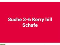 Kerry Hill Schafe, Auen GESUCHT