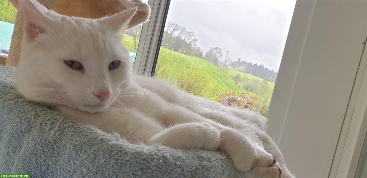 Scheeweisser Kater Fridolin, sehr zahm