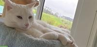 Scheeweisser Kater Fridolin, sehr zahm
