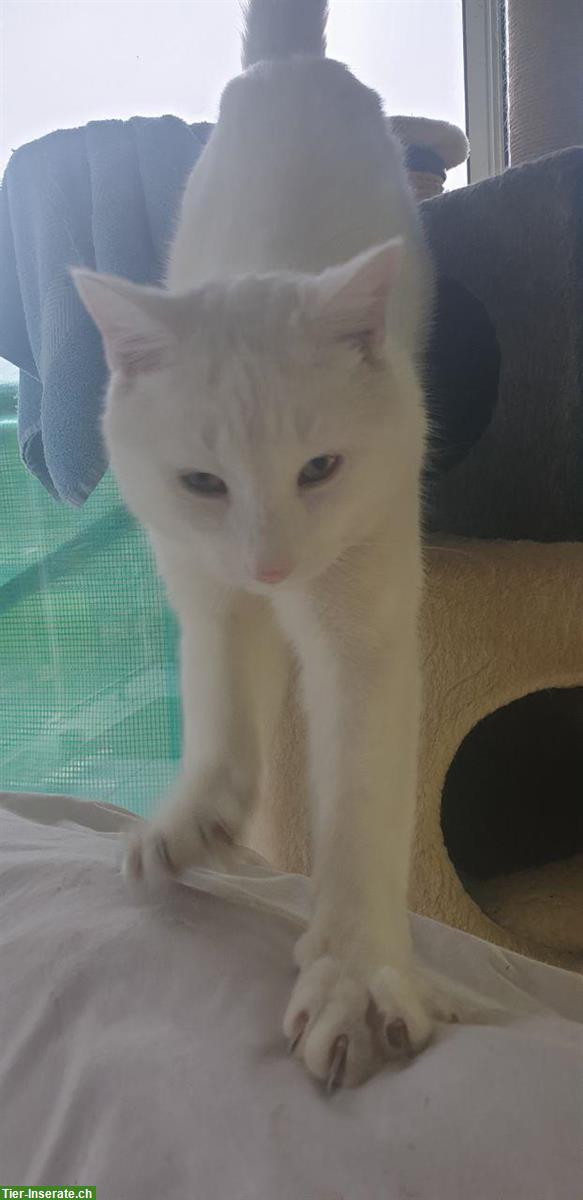Bild 2: Scheeweisser Kater Fridolin, sehr zahm