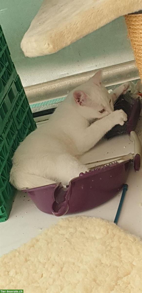 Bild 3: Scheeweisser Kater Fridolin, sehr zahm
