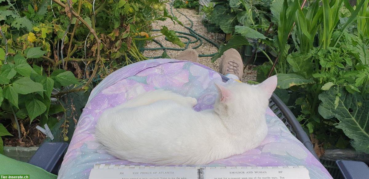 Bild 4: Scheeweisser Kater Fridolin, sehr zahm