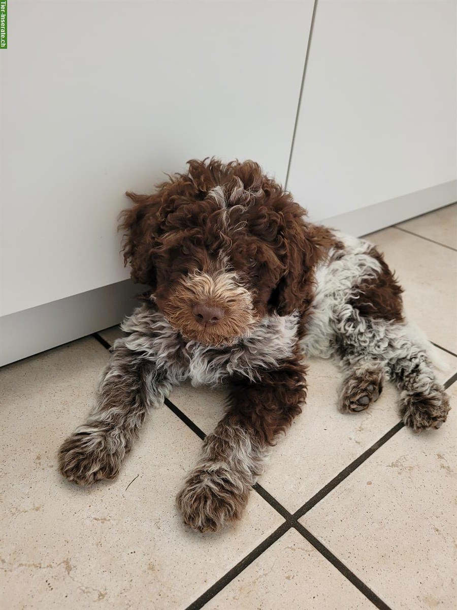 Lagotto Welpe, männlich sucht liebes Zuhause