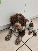 Lagotto Welpe, männlich sucht liebes Zuhause