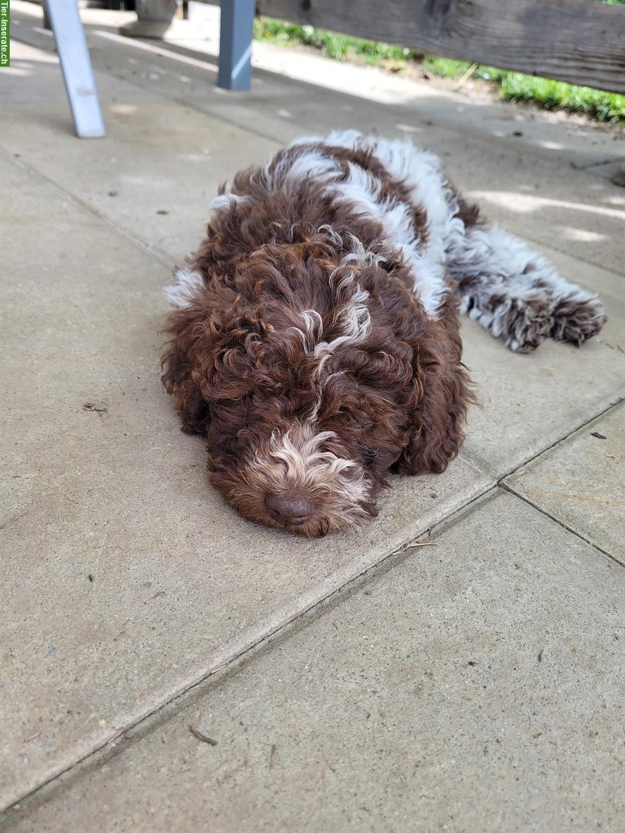 Bild 2: Lagotto Welpe, männlich sucht liebes Zuhause