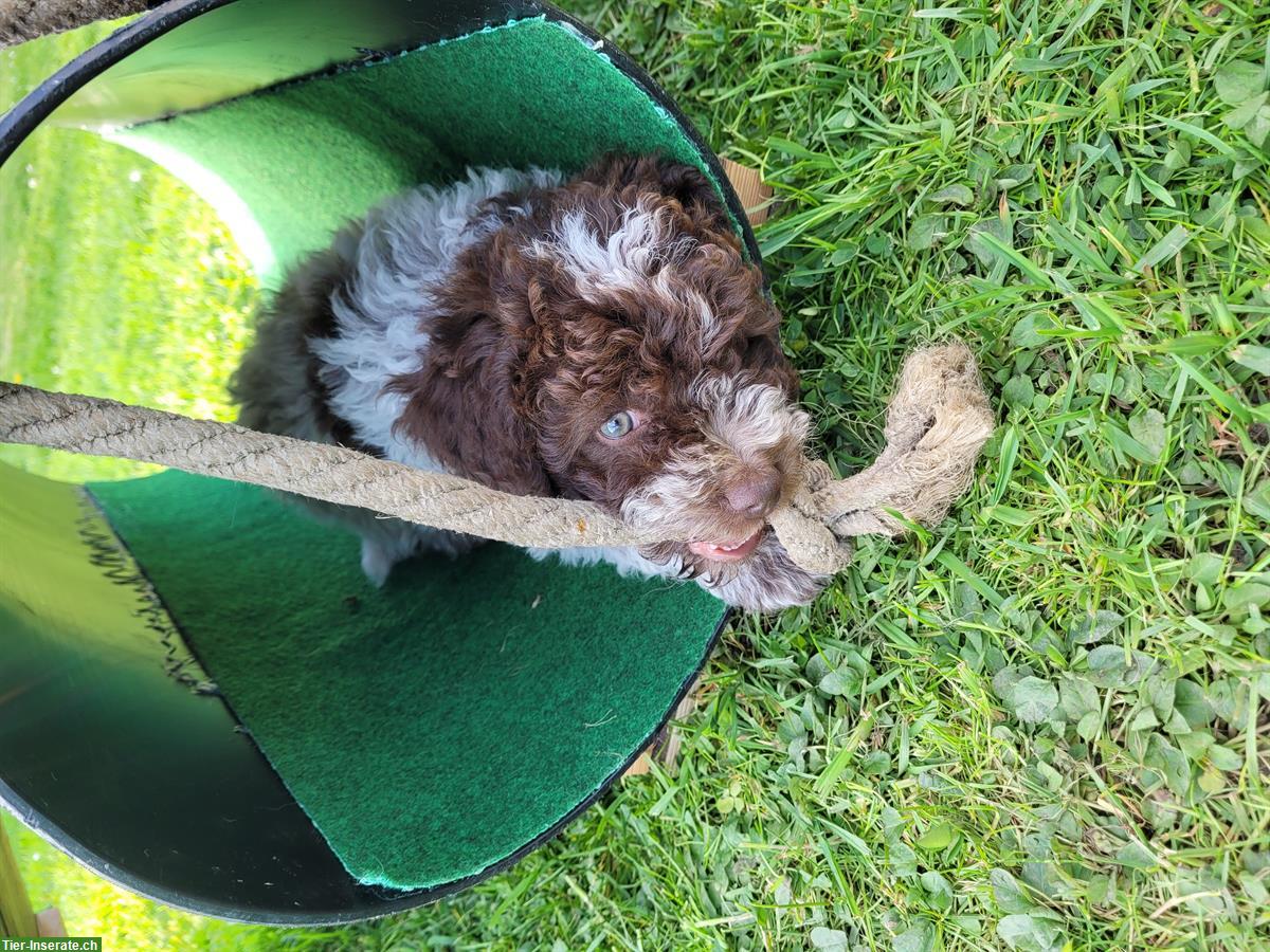Bild 3: Lagotto Welpe, männlich sucht liebes Zuhause