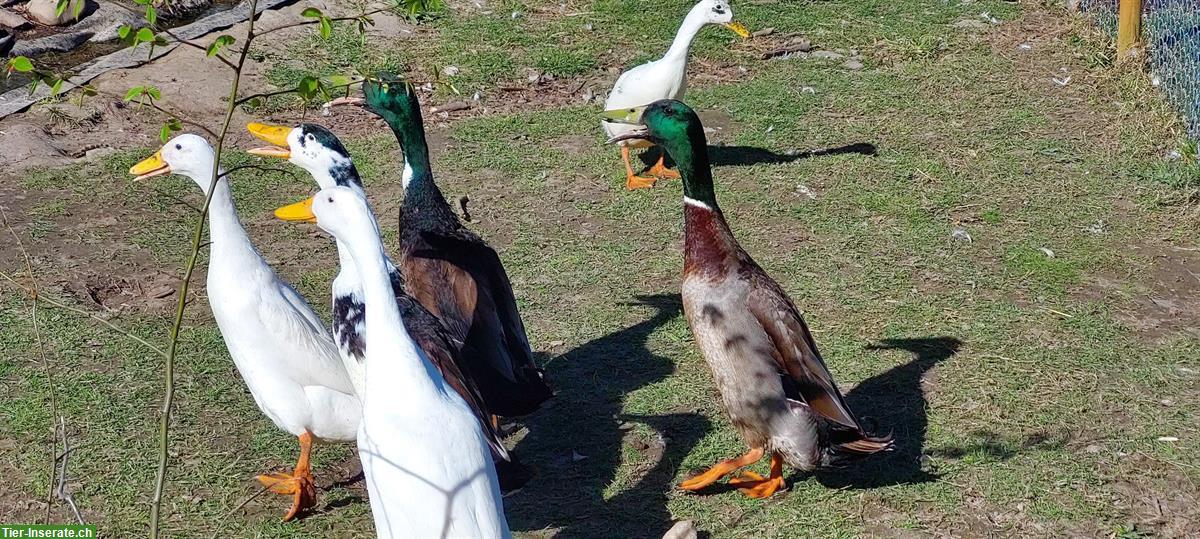 Laufenten Erpel suchen neuen Teich