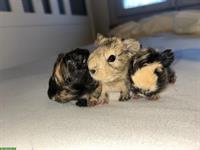 Junge Meerschweinchen Böcke und Weibchen