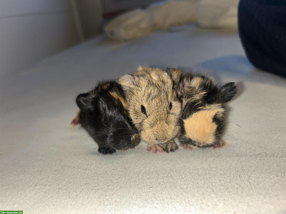 Bild 2: Junge Meerschweinchen Böcke und Weibchen