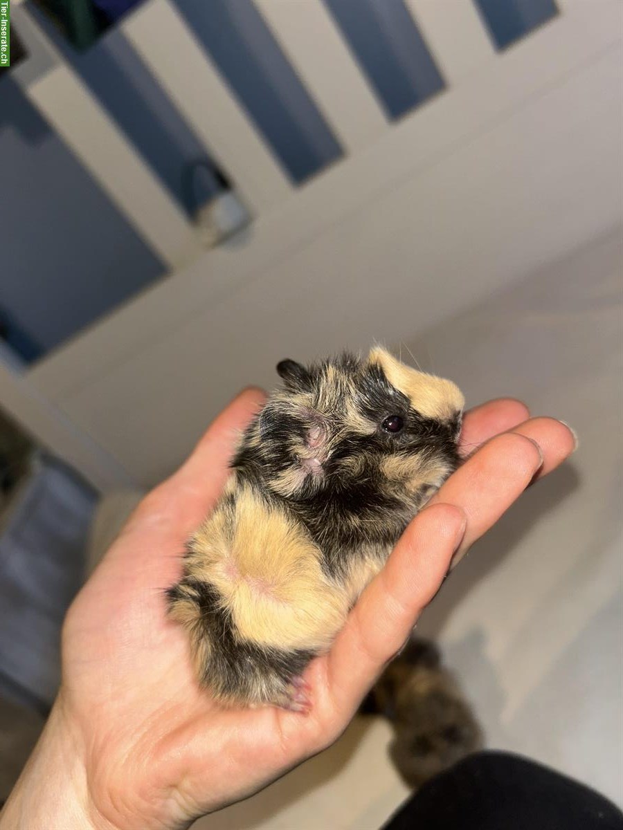 Bild 3: Junge Meerschweinchen Böcke und Weibchen