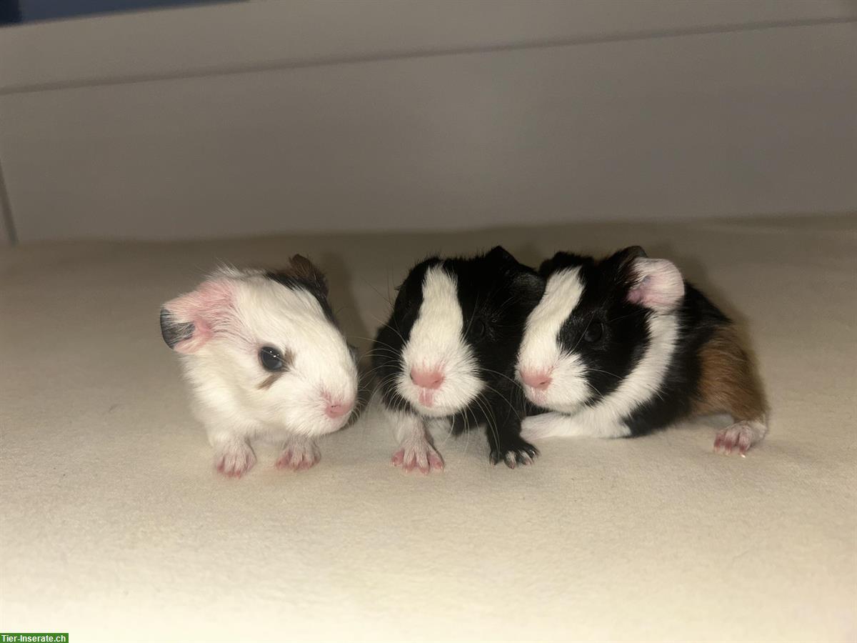 Bild 4: Junge Meerschweinchen Böcke und Weibchen