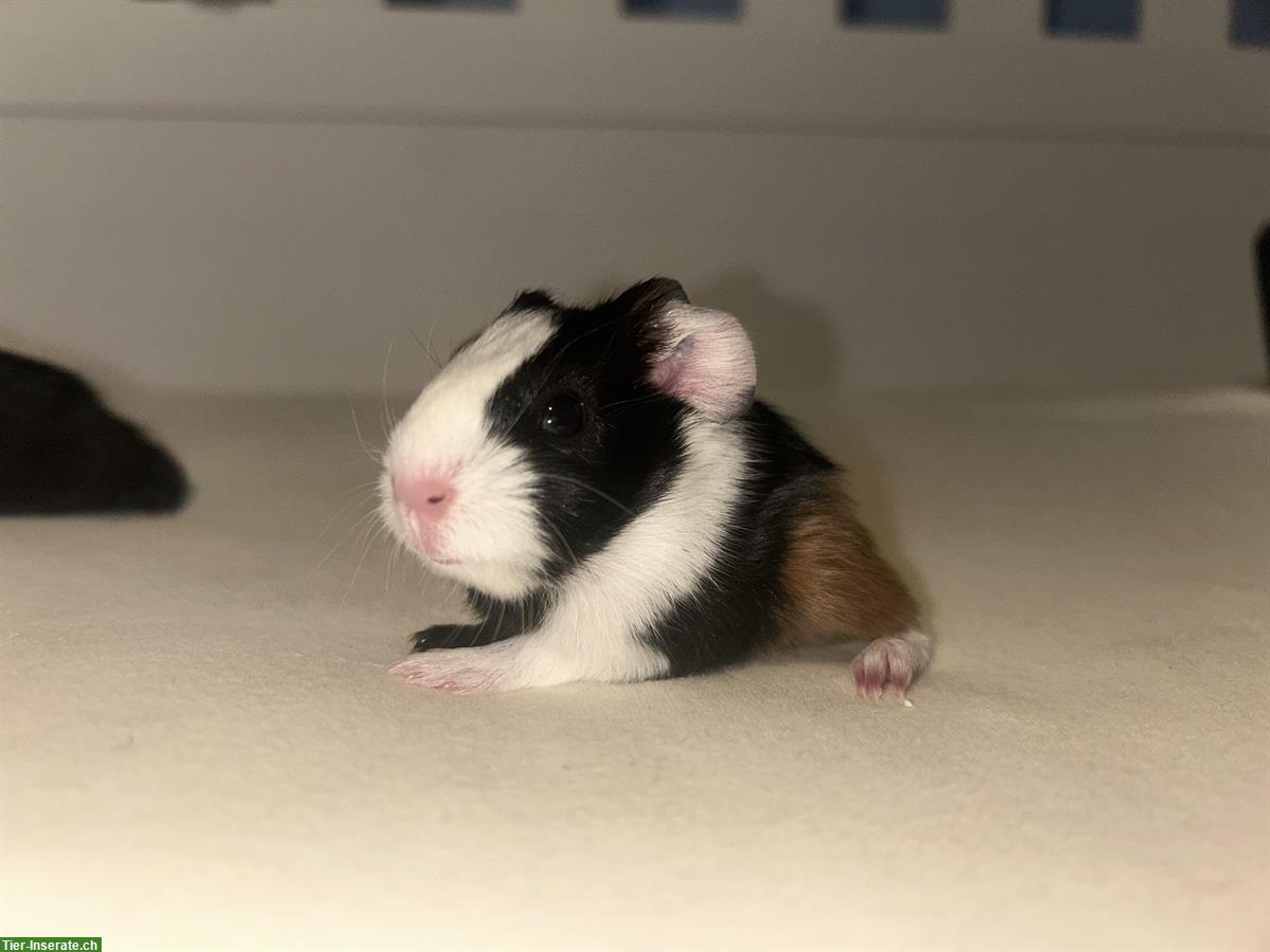 Bild 6: Junge Meerschweinchen Böcke und Weibchen