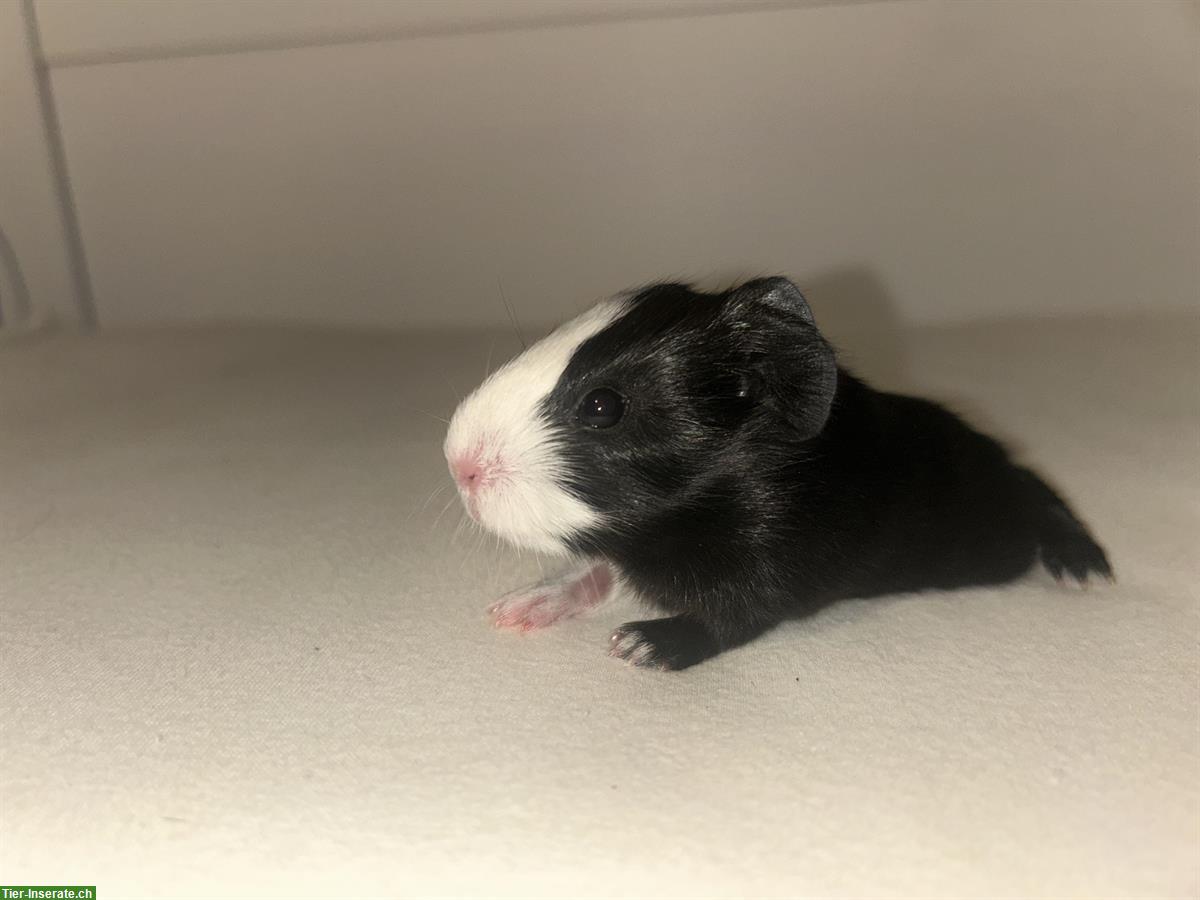Bild 7: Junge Meerschweinchen Böcke und Weibchen
