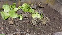 Griechische Landschildkröten aus eigener Zucht