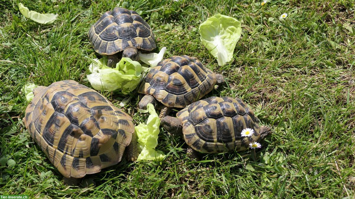Bild 2: Griechische Landschildkröten aus eigener Zucht