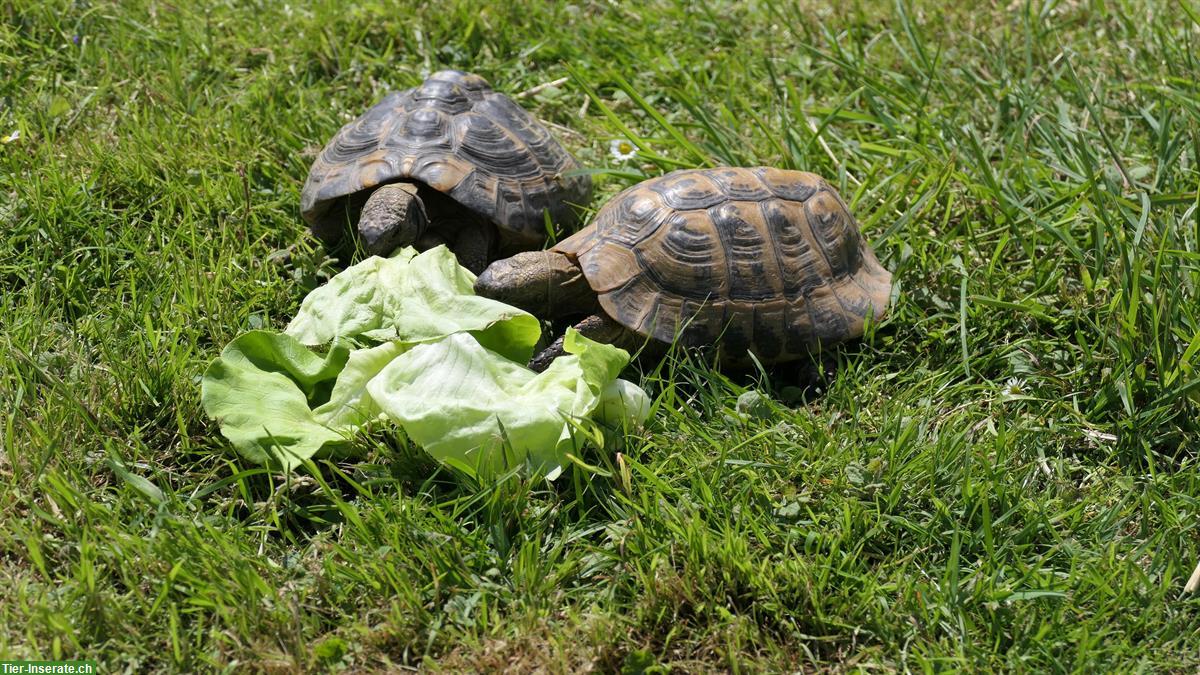 Bild 3: Griechische Landschildkröten aus eigener Zucht
