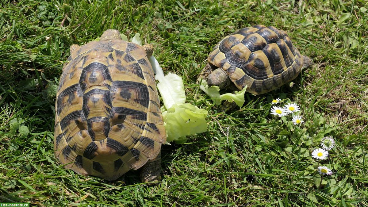 Bild 4: Griechische Landschildkröten aus eigener Zucht