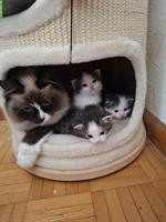 Junge weisse Kätzchen, ½ Ragdoll x Birma abzugeben