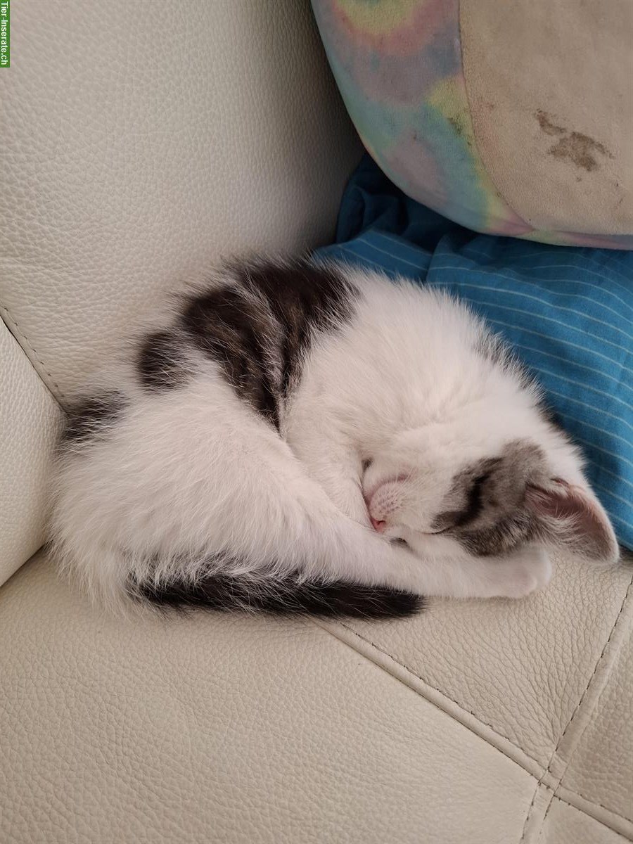 Bild 2: Junge weisse Kätzchen, ½ Ragdoll x Birma abzugeben