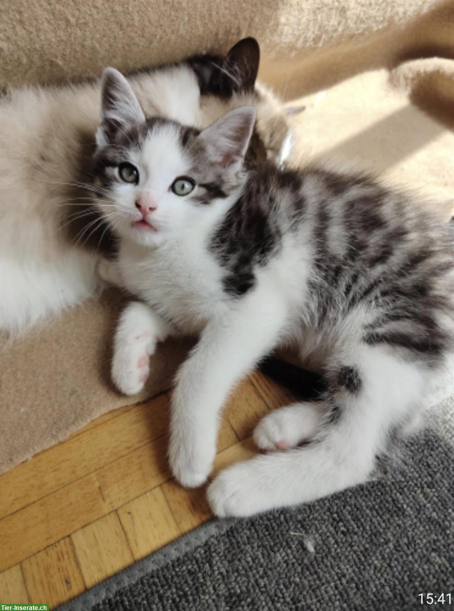 Bild 3: Junge weisse Kätzchen, ½ Ragdoll x Birma abzugeben