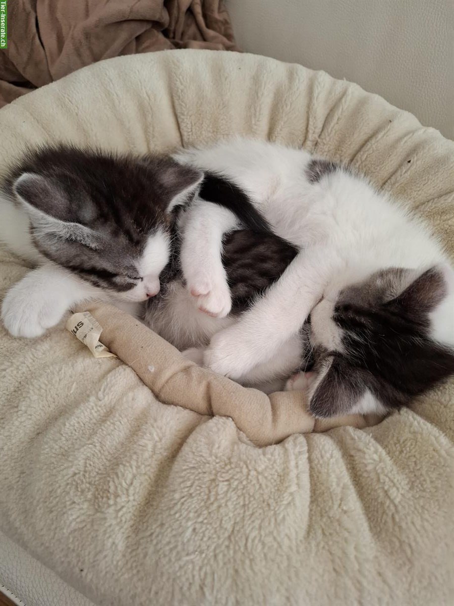 Bild 4: Junge weisse Kätzchen, ½ Ragdoll x Birma abzugeben
