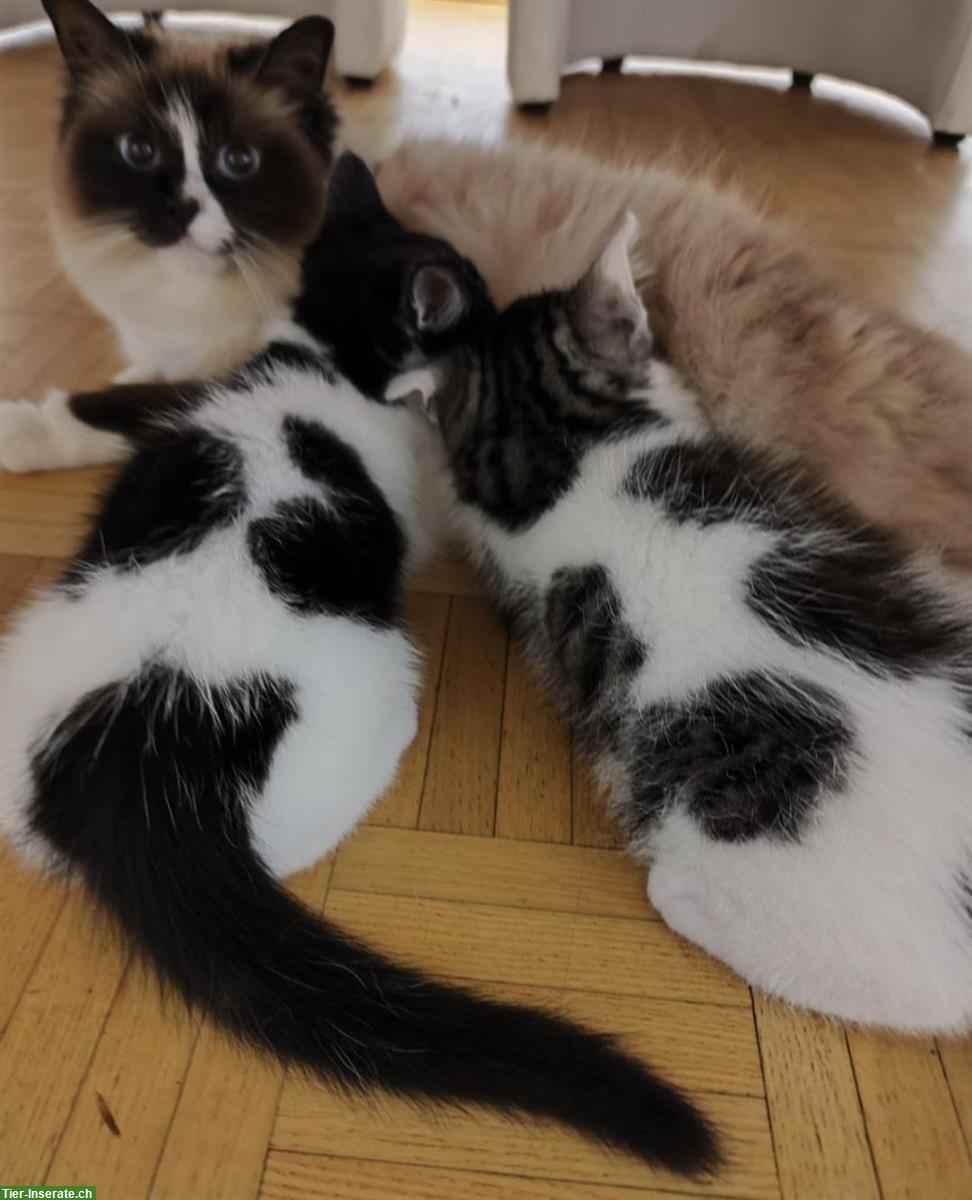 Bild 5: Junge weisse Kätzchen, ½ Ragdoll x Birma abzugeben