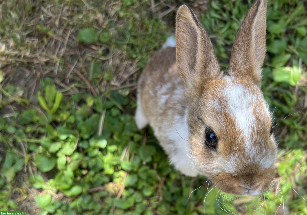 Bild 3: Junge Samtkaninchen, an Menschen gewöhnt