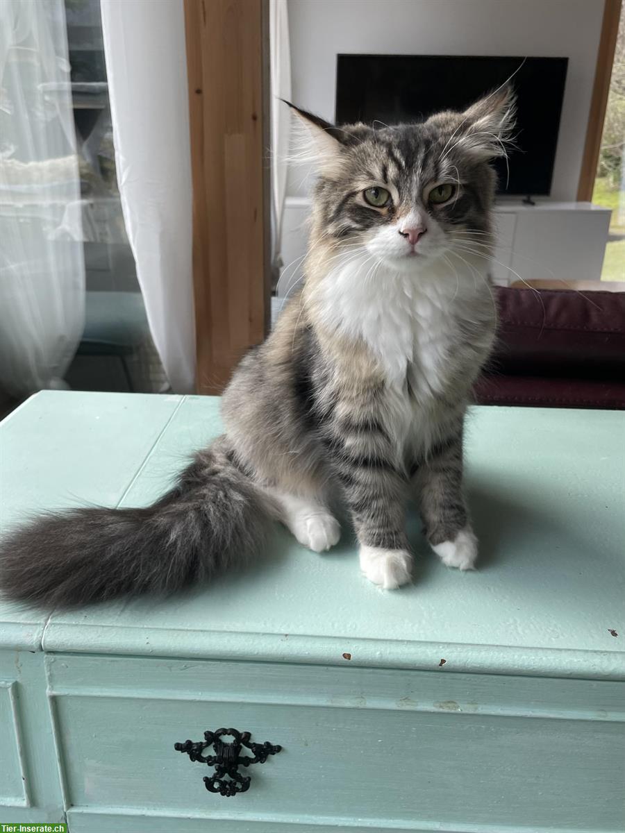 Kleiner Sibirischer Kater sucht Plätzchen
