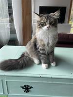 Kleiner Sibirischer Kater sucht Plätzchen