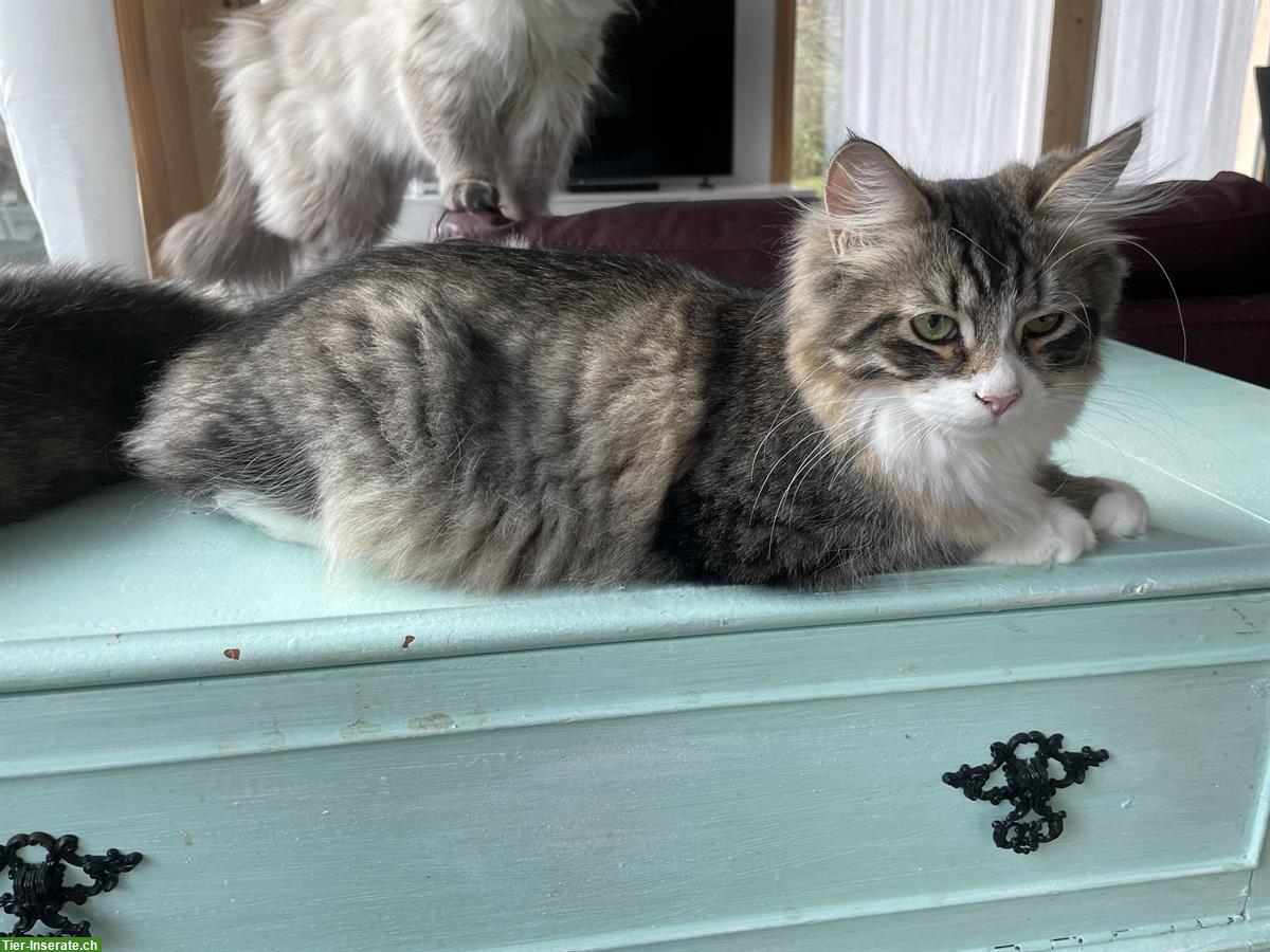 Bild 4: Kleiner Sibirischer Kater sucht Plätzchen