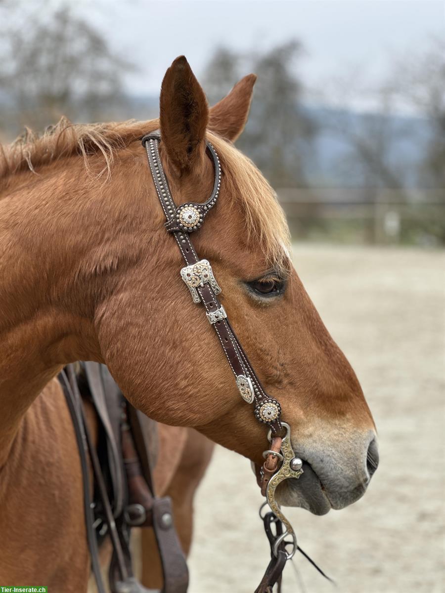Reitbeteiligung Western im Aargau, nähe Wohlen