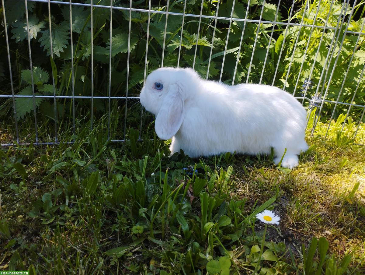Minilop Zwergwidder weiss mit blauen Augen