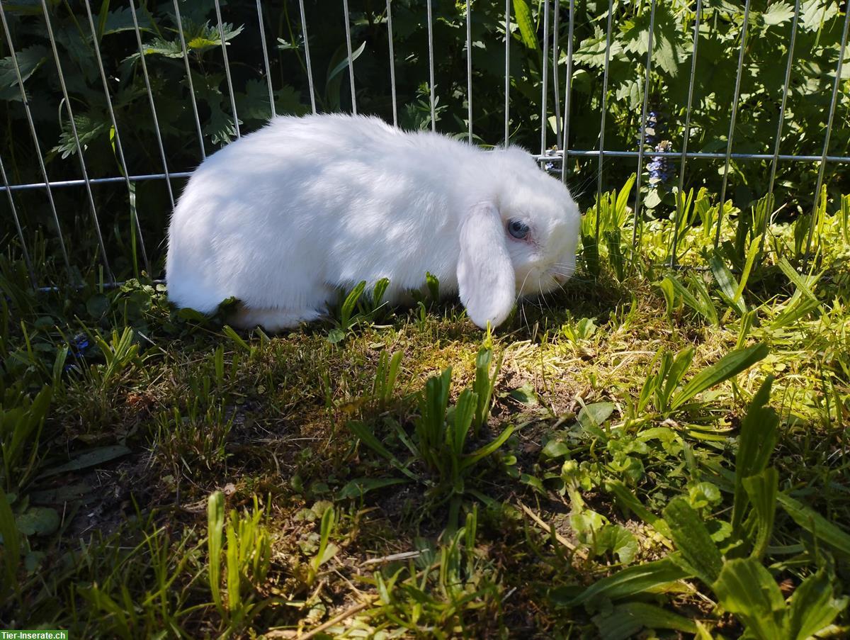 Bild 2: Minilop Zwergwidder weiss mit blauen Augen