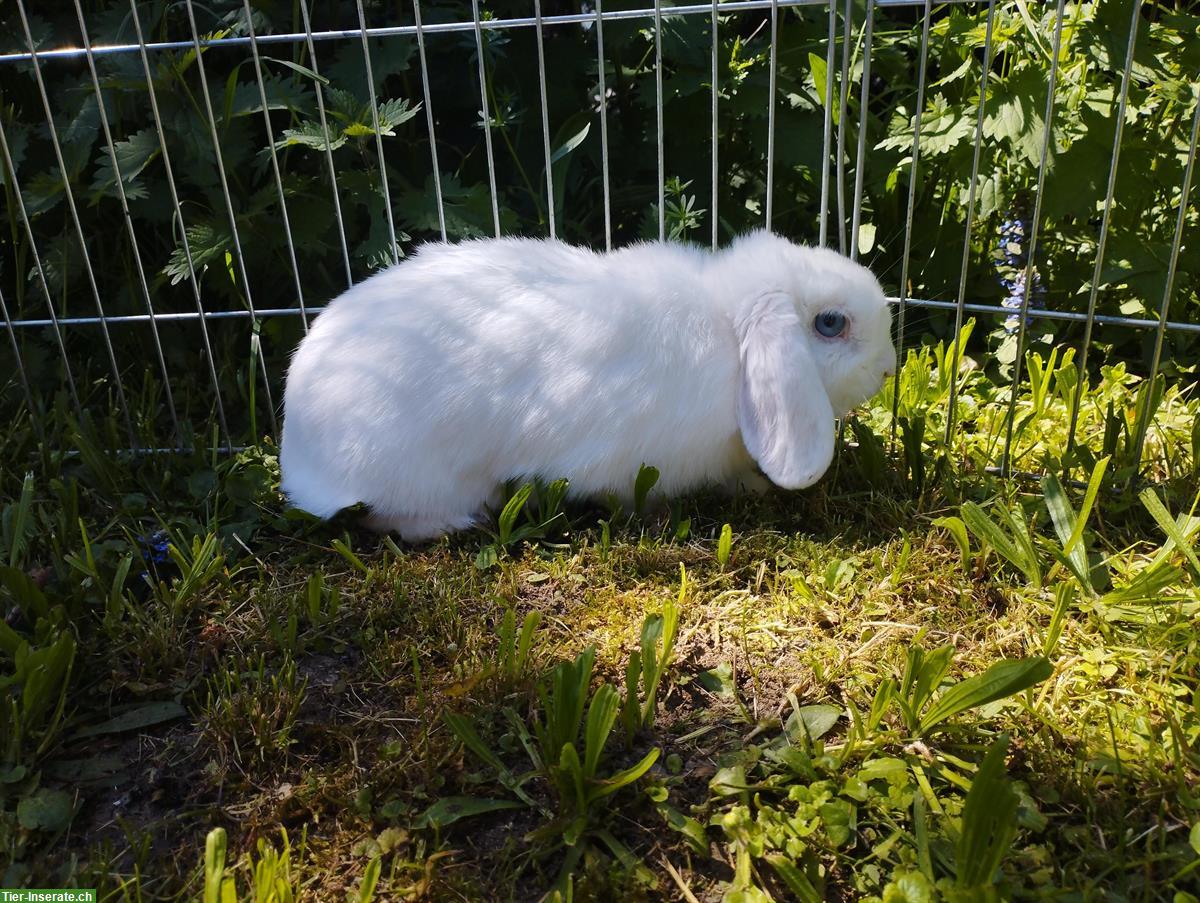 Bild 3: Minilop Zwergwidder weiss mit blauen Augen