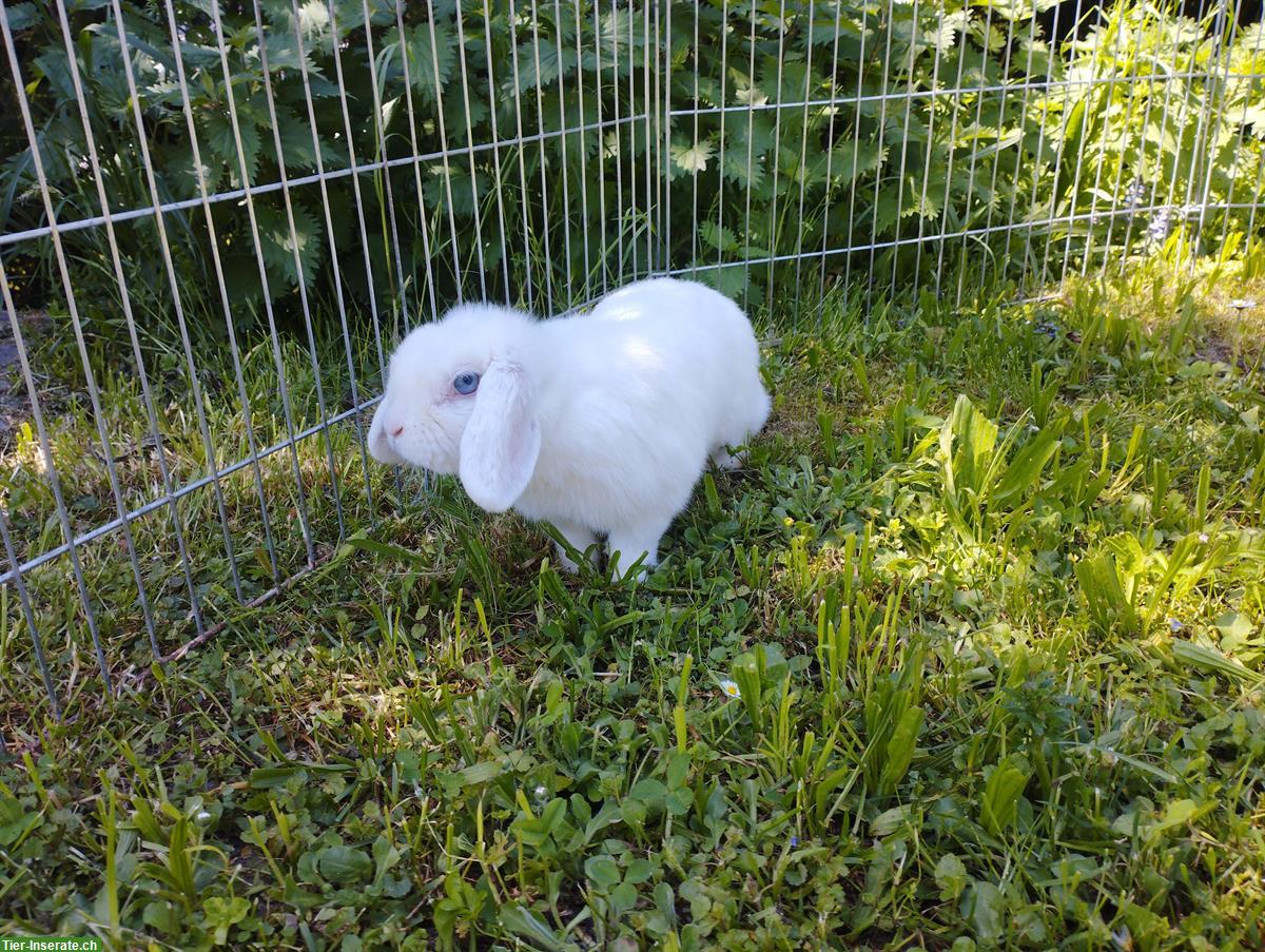 Bild 4: Minilop Zwergwidder weiss mit blauen Augen