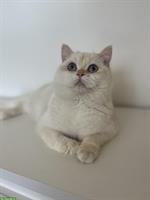 BKH Deckkater mit Blutgruppe A